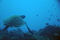   Lounging Sea turtle  